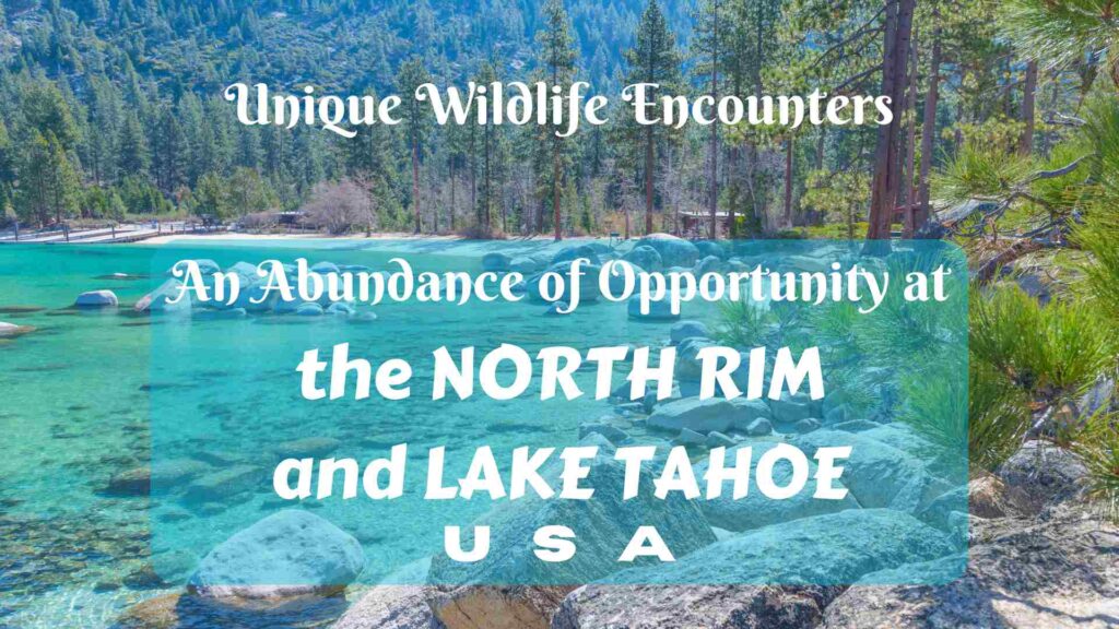 Unique Wildlife Encounters—An Abundance of Opportunity at the North Rim and Lake Tahoe