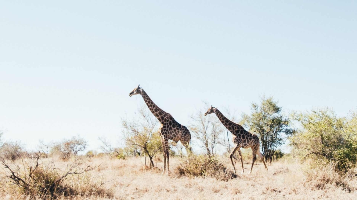 Wildlife in Africa