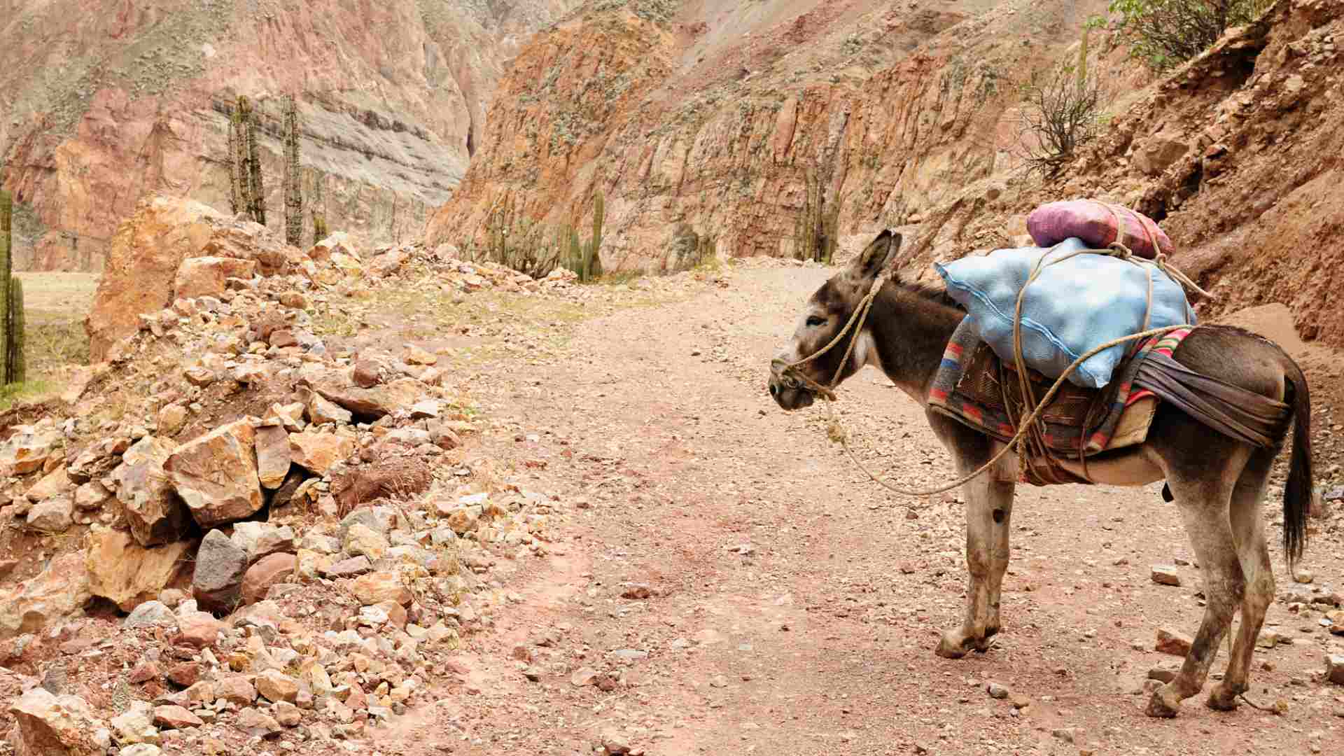 A dirt road on the bottom of Cotahuasi Canyon