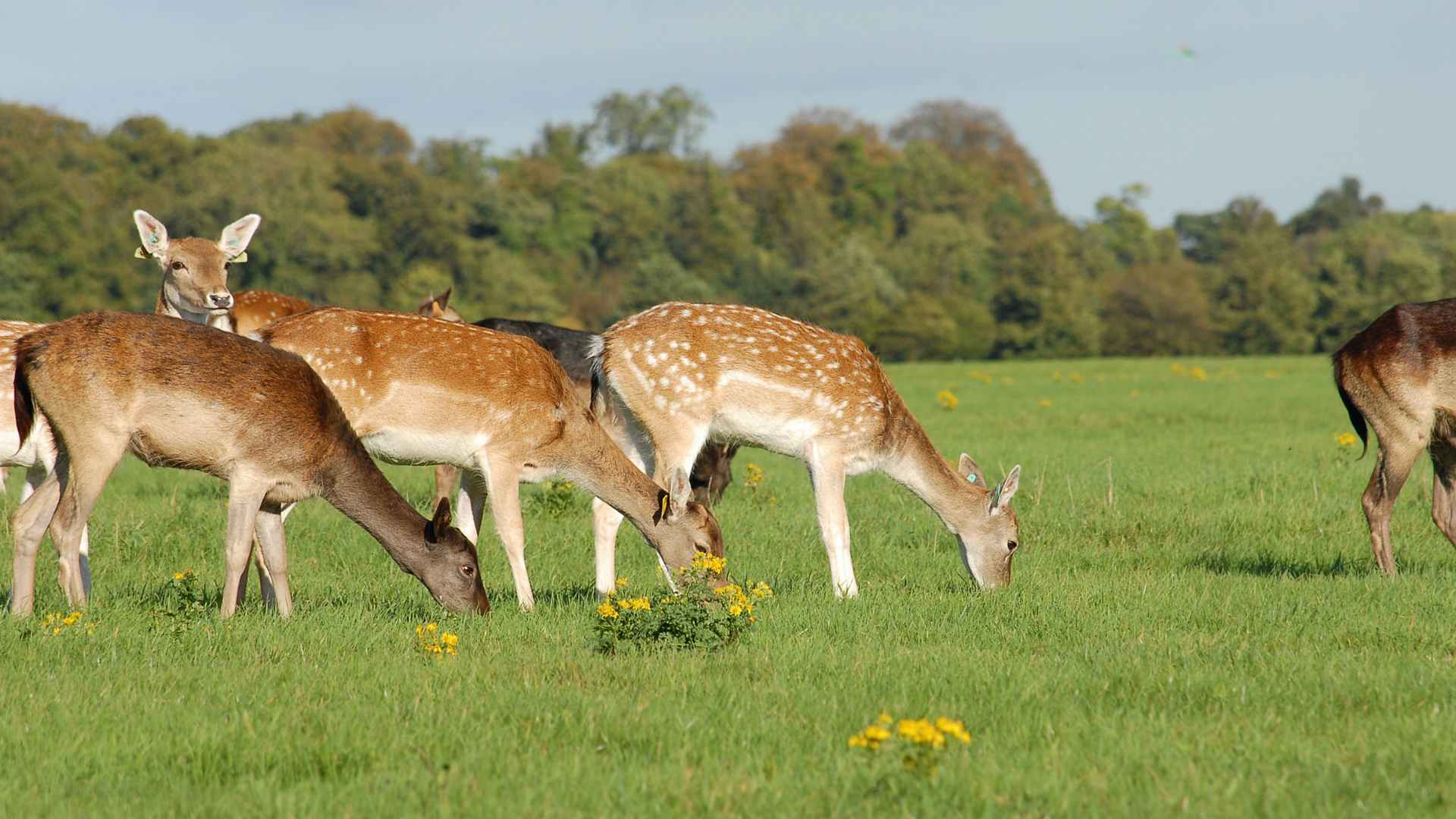 In Phoenix Park