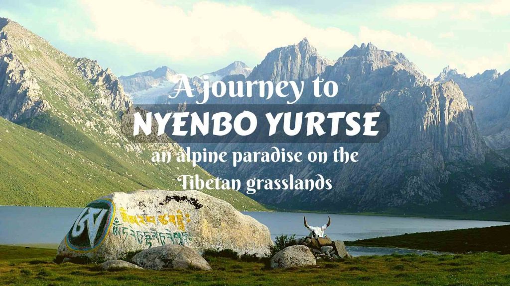 A journey to Nyenbo Yurtse- an alpine paradise on the Tibetan grasslands