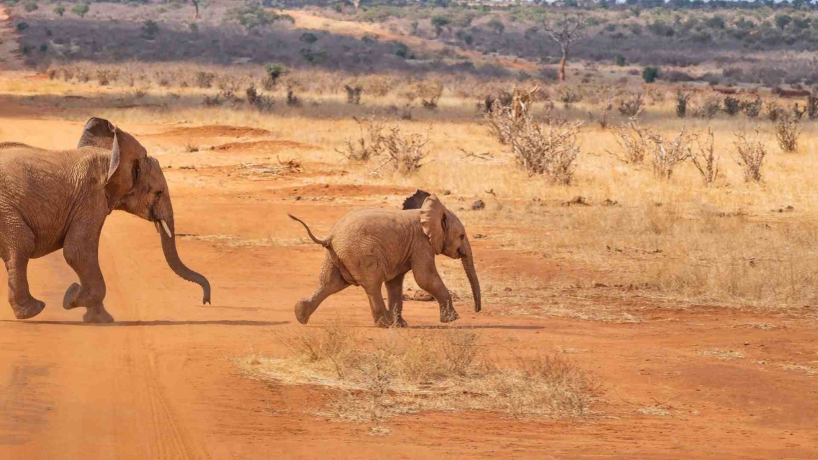 Savanna in Africa