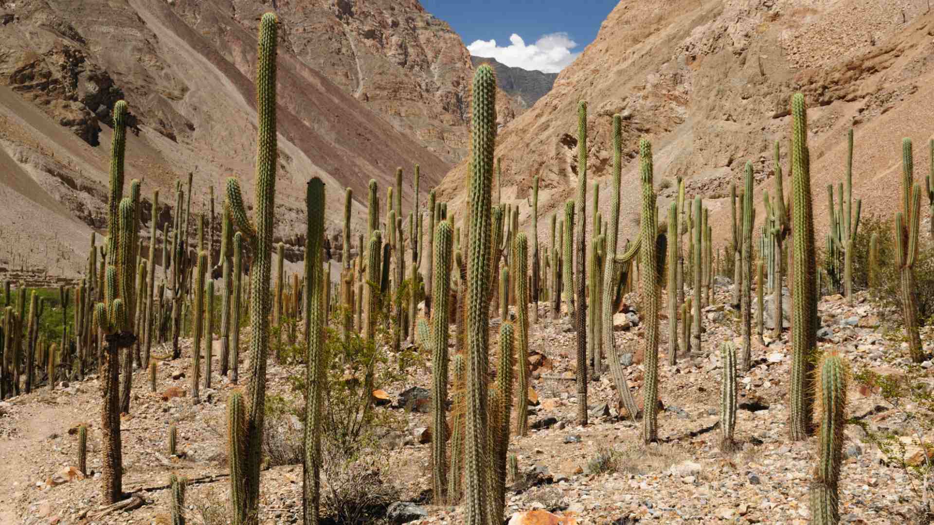 Cactus forest