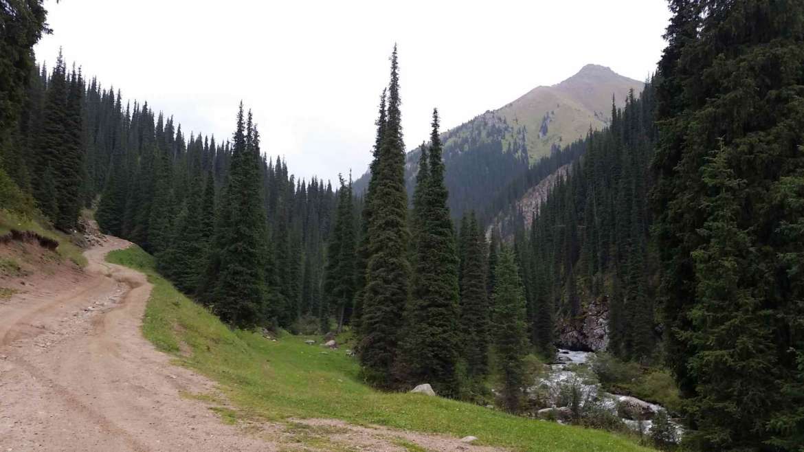 Altyn Arashan, coniferous forest of Tianshan, Kyrgyzstan