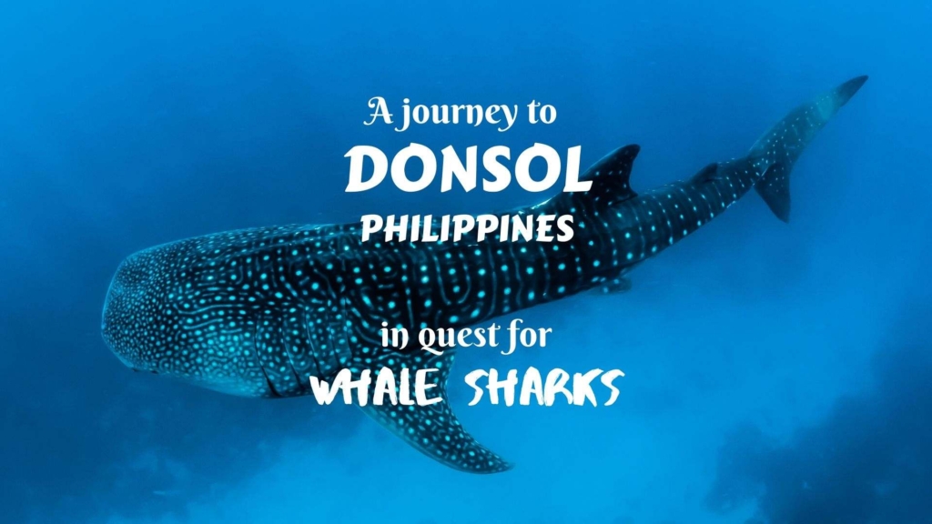 A journey to Donsol, Philippines, in quest for whale sharks