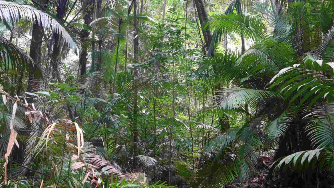 In the jungle