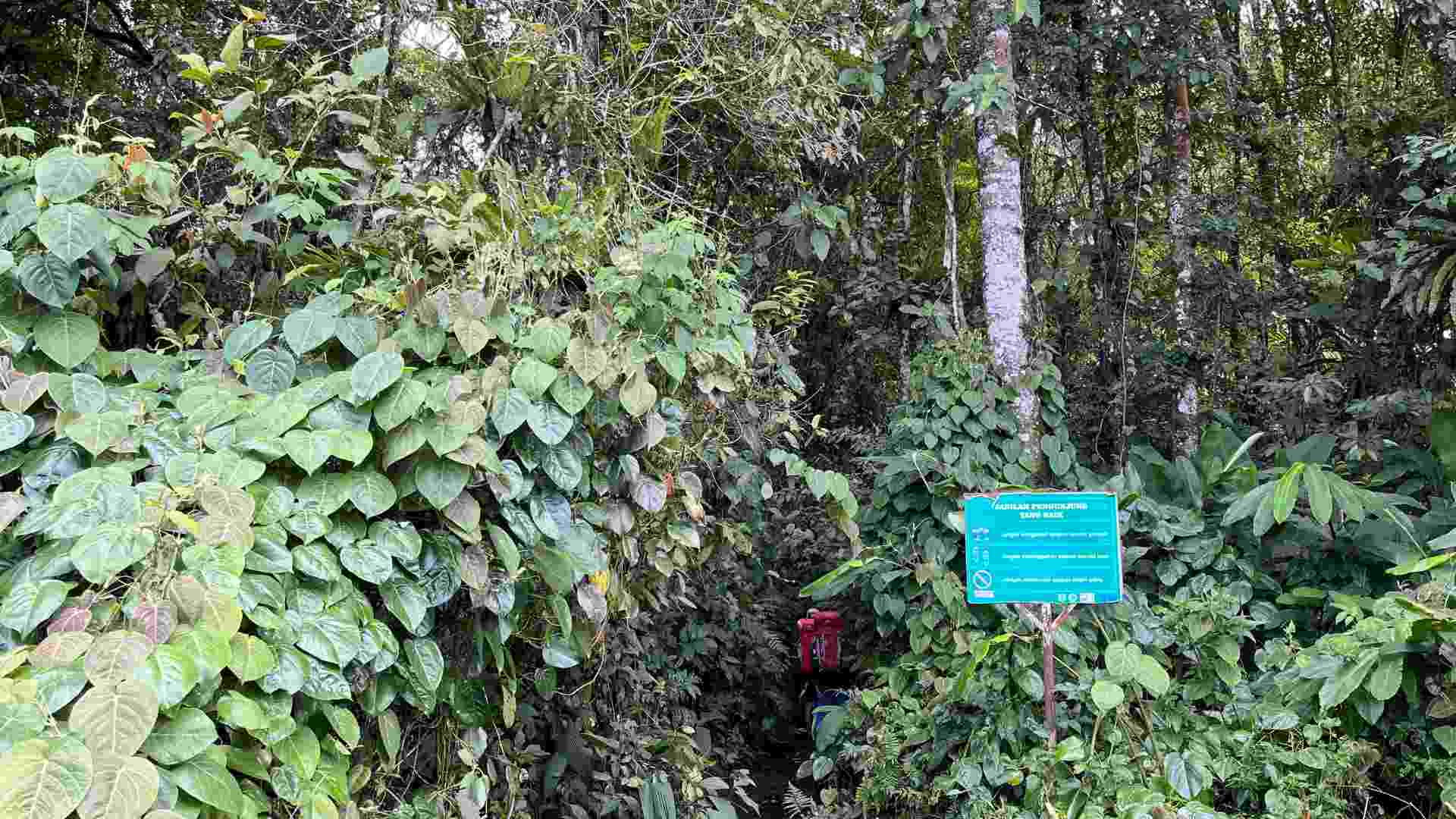 Diving into the jungle in the beginning of the trail