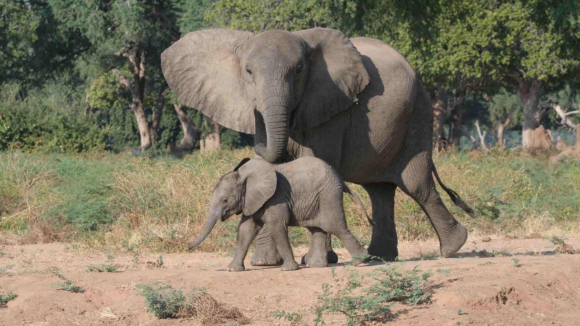 Elephant Sanctuary