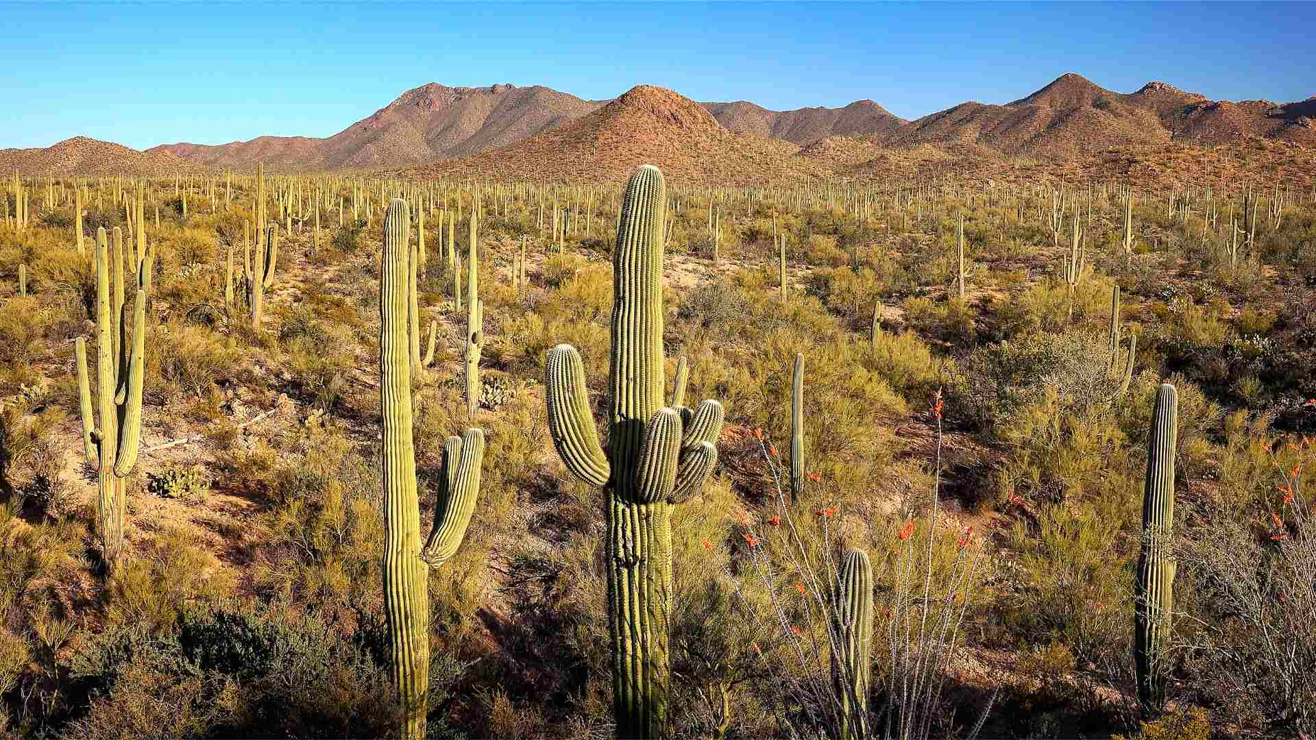 Exploring Arizona's National Parks