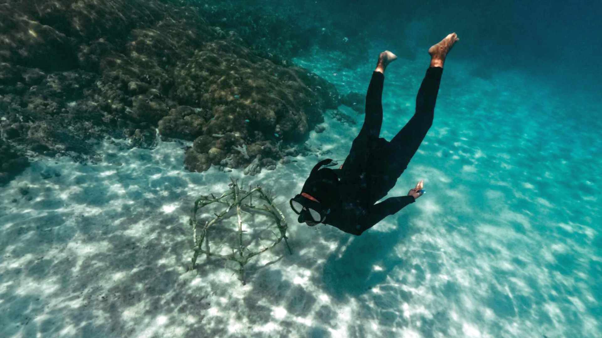 Coral gardening