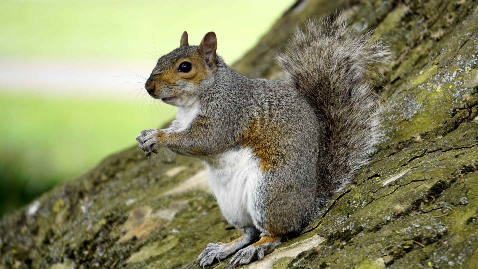 Eye-catching Kaibab squirrels 