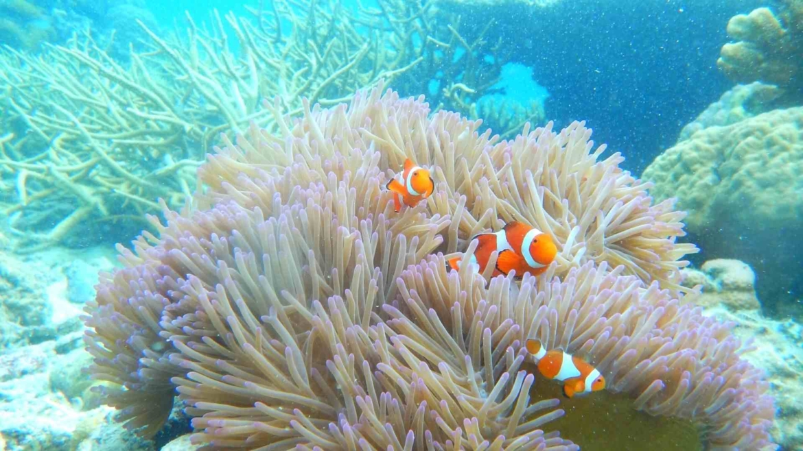 Sulu Sea corals